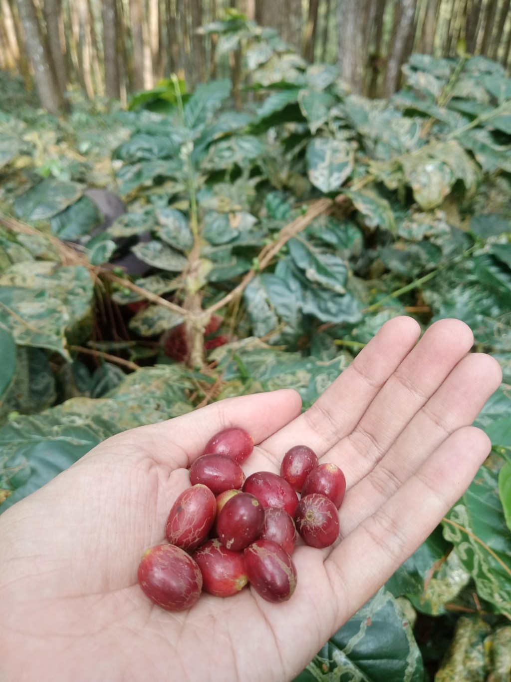 Proses Produksi Wangunraja Kopi